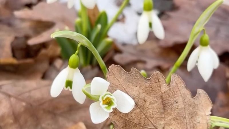 В ботсаду Алматы началось массовое цветение подснежников