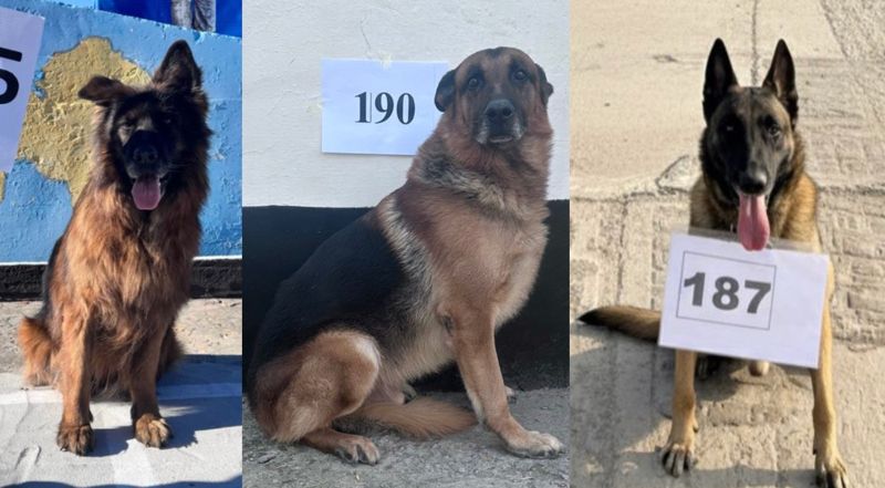 "Чтобы не усыплять": в Казахстане выставили на торги более 20 служебных собак