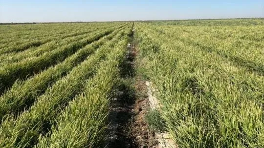 Посевы риса