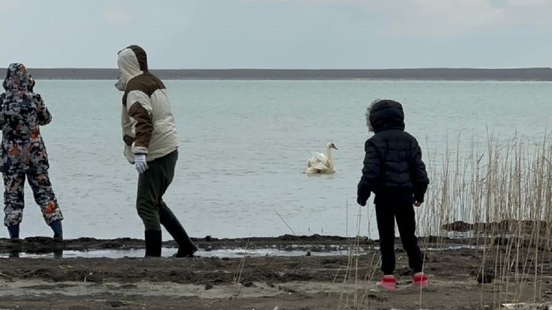 В Мангистау прооперированного лебедя вернули в дикую природу