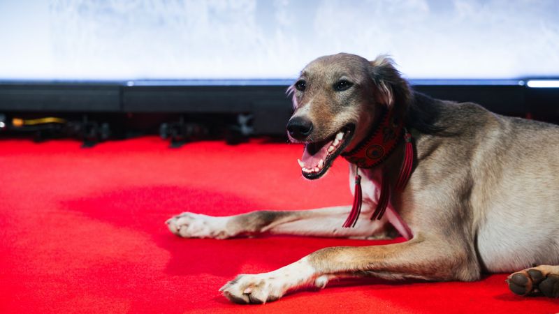 Фильм "Тазы" о национальной породе собак представили в Алматы