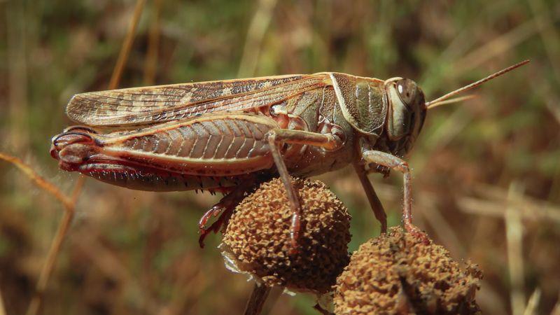 Казахстан и Россия усилят борьбу с саранчой