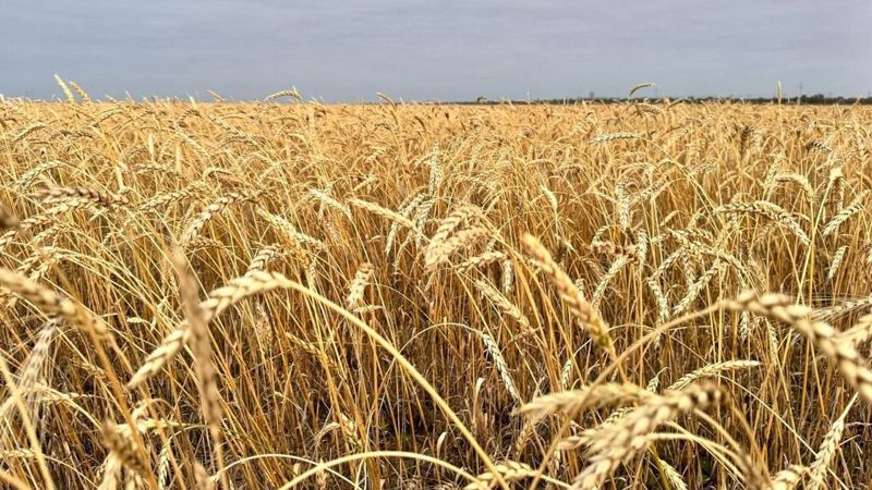 Жалоб нет. Минсельхоз оценил влияние Налогового кодекса на аграриев