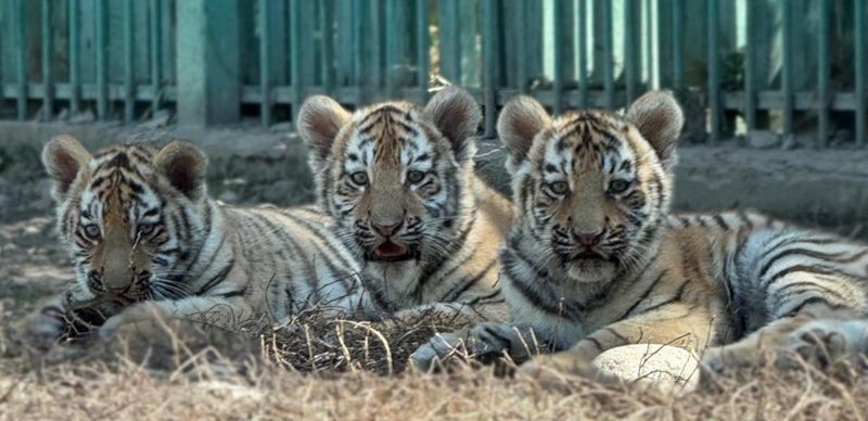 Краснокнижные амурские тигрята появились на свет в алматинском зоопарке