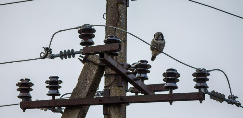 ЛЭП оснастят защитой для птиц: в законе об охоте новая поправка