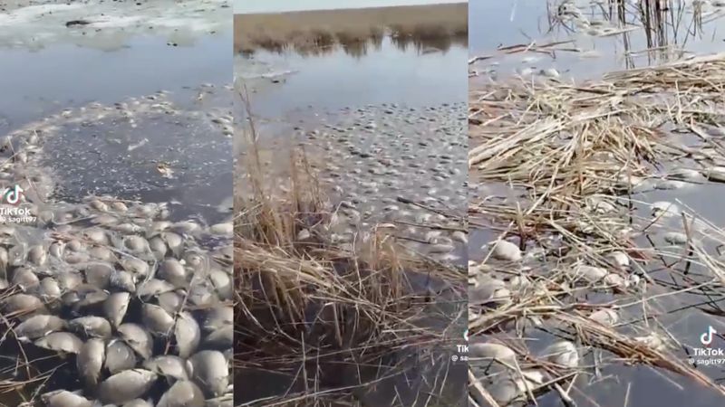 На озере в СКО произошёл замор рыбы: что называют причиной