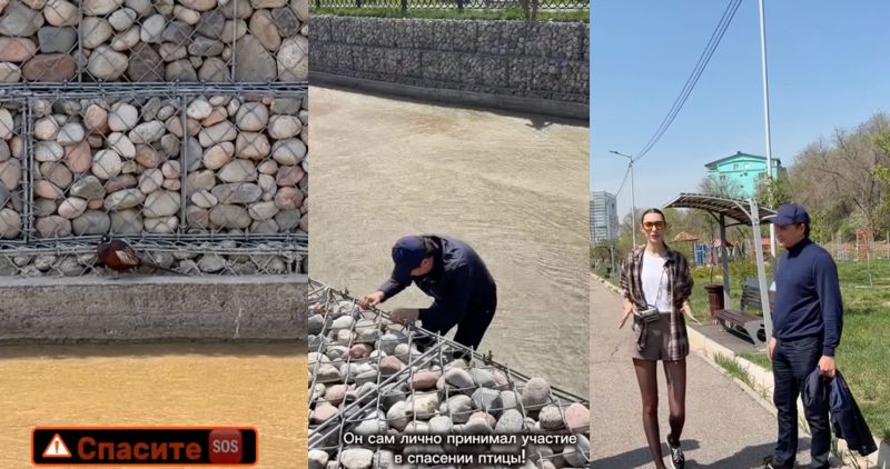 Аким Бостандыкского района Алматы спас фазана после просьбы жительницы