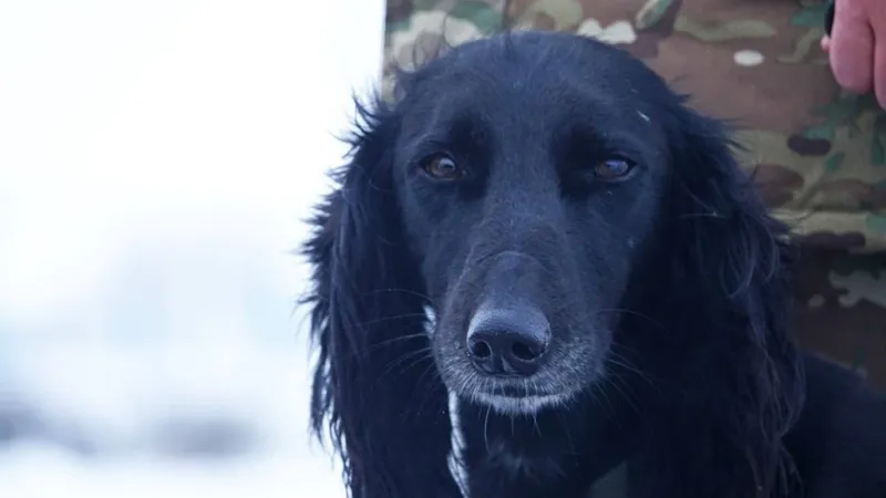 Собака военнослужащего