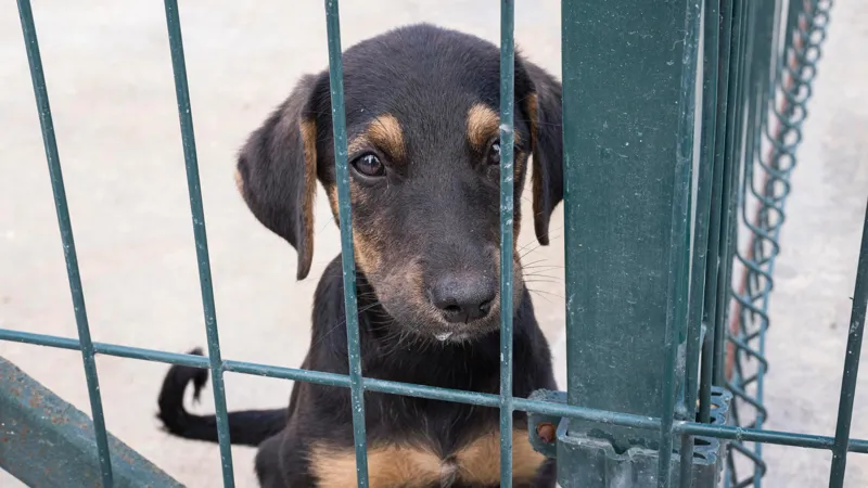 У собаки есть пять дней до эвтаназии