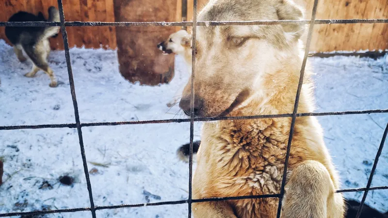 Собака в приюте Астаны