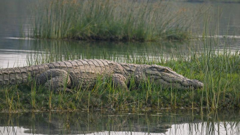 Змей и крокодилов хотят задействовать для охраны границ Индии – СМИ