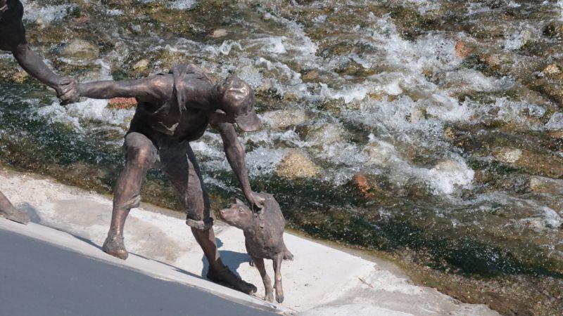 "Программу не реализовали, но объявили неэффективной": биолог о поправках по бездомным животным