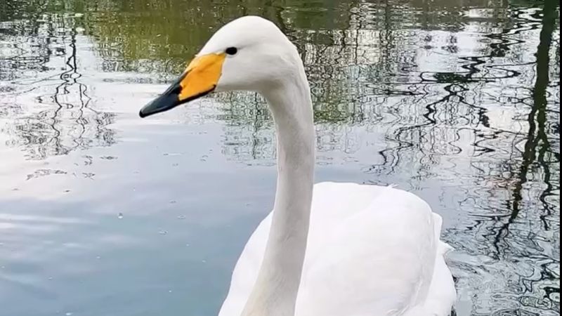 В Ботаническом саду Алматы усилили контроль из-за нарушений у пруда с лебедями