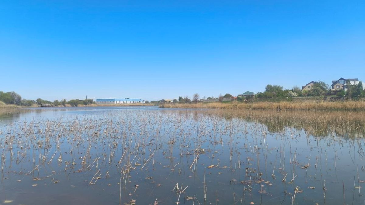 На Первомайских прудах в Алматы засыпают уникальный водоём с лотосами