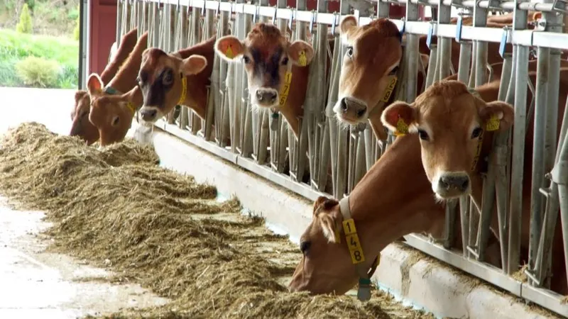 Запрет на вывоз скота