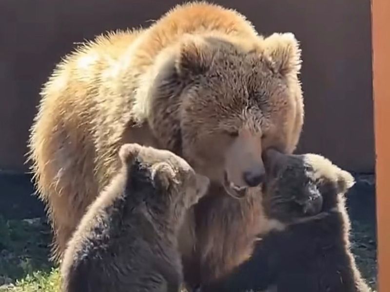 Алматинцам предложили выбрать имена для новорождённых краснокнижных медвежат