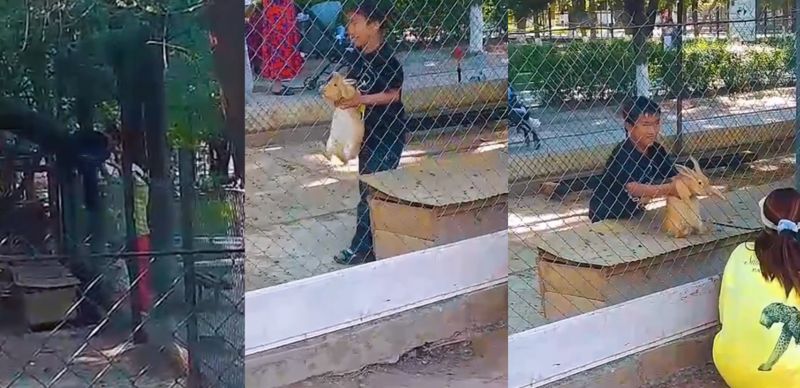 Посетитель с ребёнком зашёл в вольер с кроликами в Шымкенте: зоопарк показал последствия