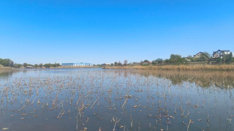 Уникальный водоём с лотосами засыпают на Первомайских прудах в Алматы 