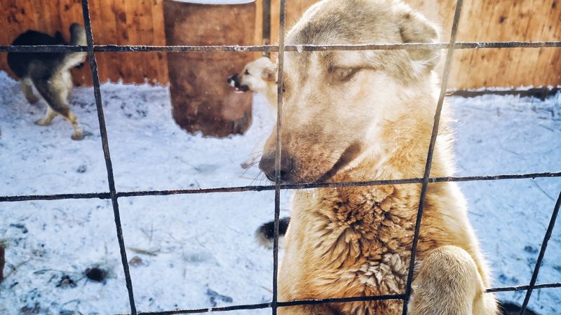 "Это красная линия": депутаты мажилиса возмутились критикой поправок о бродячих животных