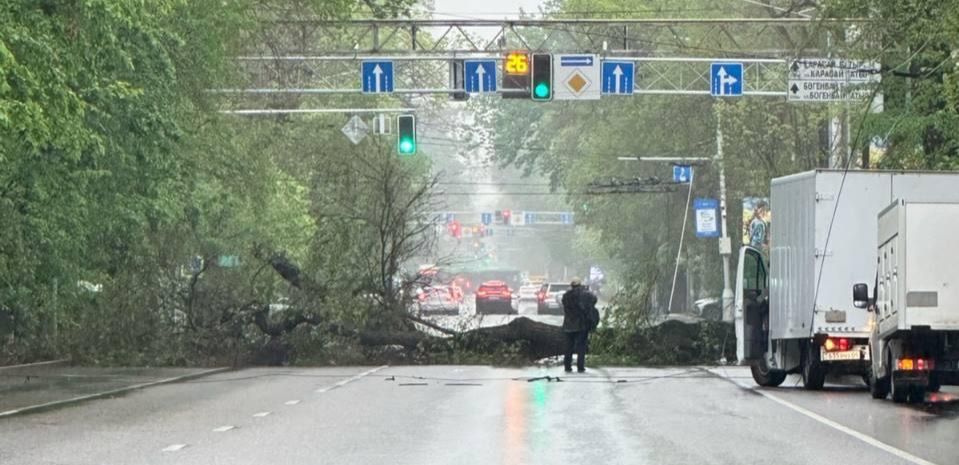 Дерево упало прямо на дорогу