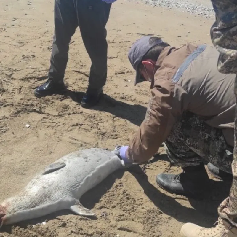 Мёртвые тюлени на побережье Каспия