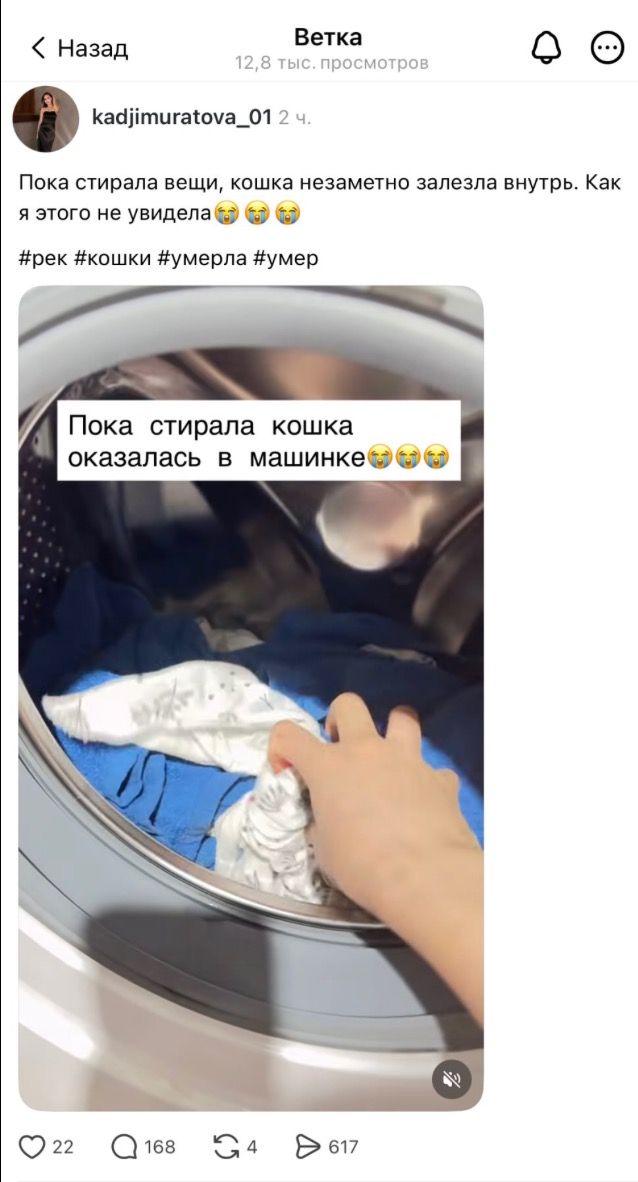 Жуткая история об умершем котёнке