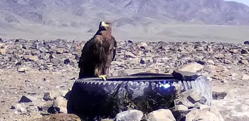 Степной орёл