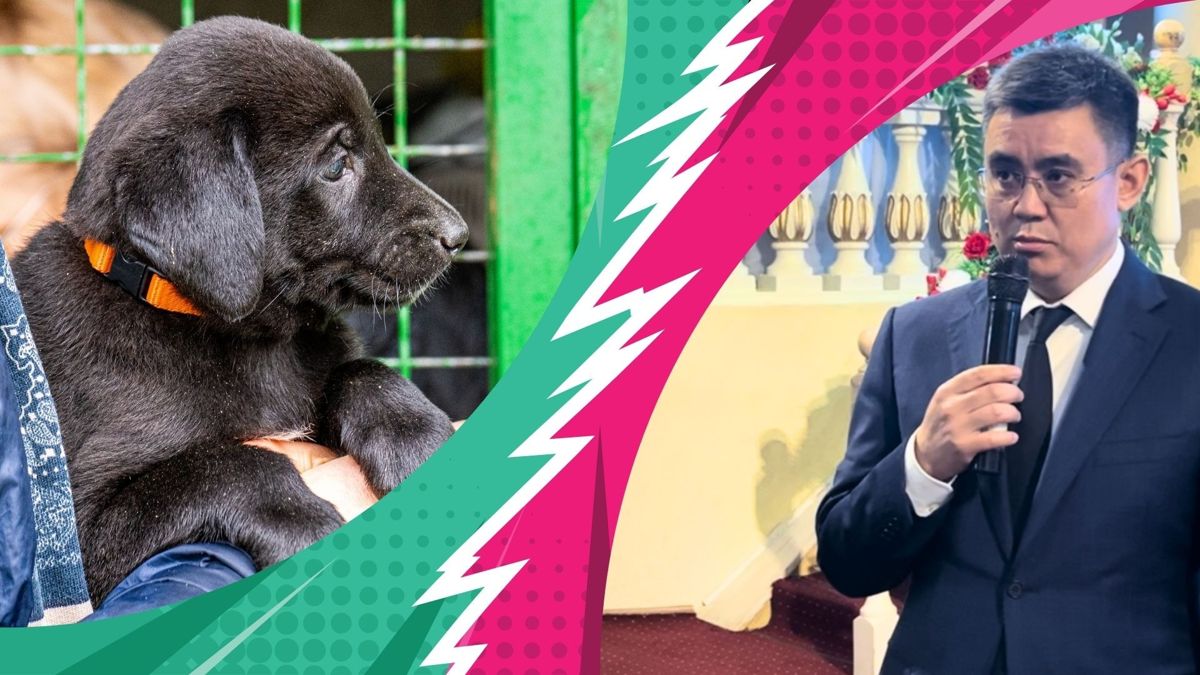 "Акимат не против кошек, мышек и собак". Почему у приюта для животных изымают землю