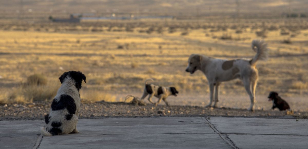 Сенат вернул в мажилис закон об эвтаназии животных