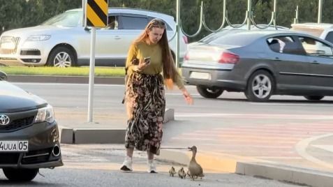 Алматинцы остановили движение на дороге, чтобы помочь пройти утиному семейству