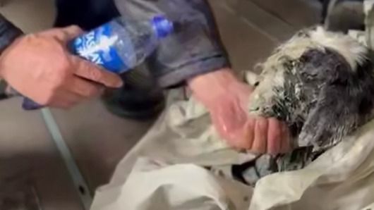 В Мангистауской области для спасения ягнёнка задействовали вертолёт