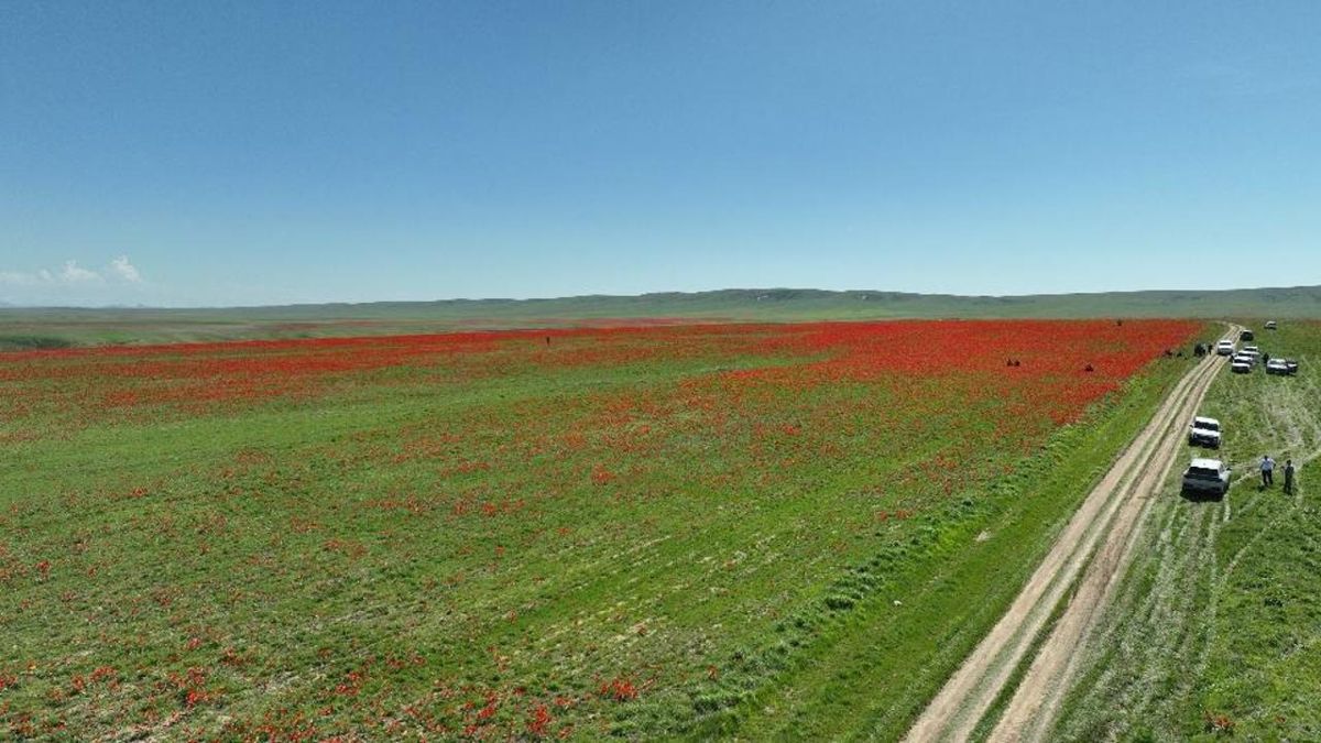 Тюльпаны в Жамбылской области
