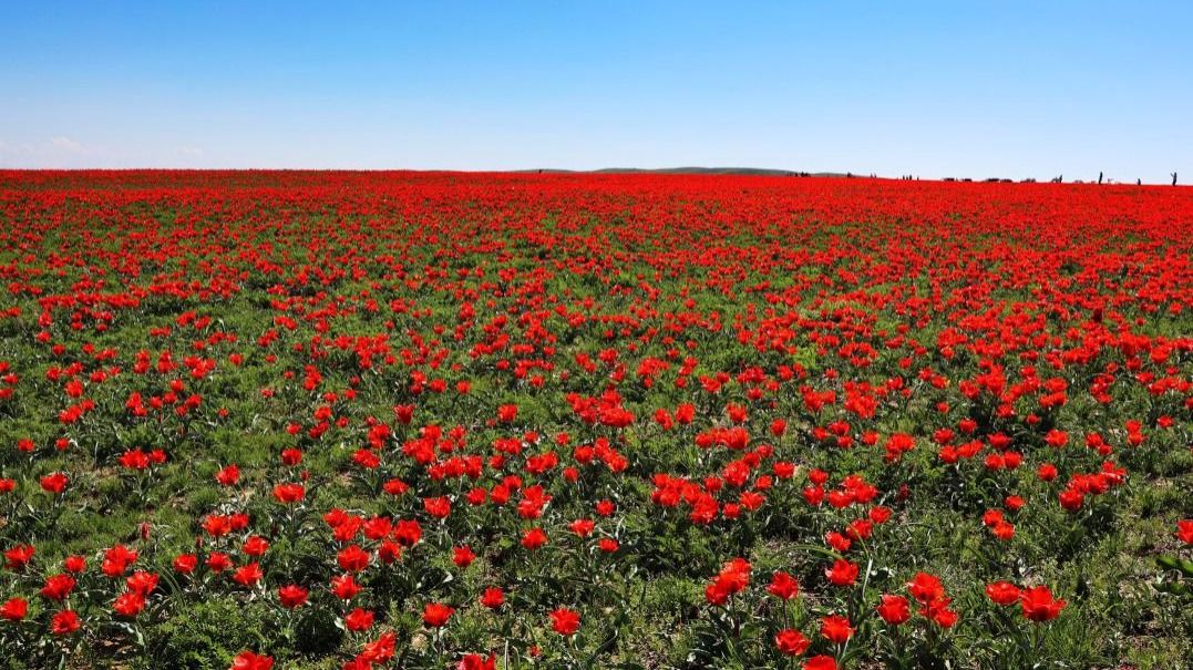 Тюльпаны в Жамбылской области