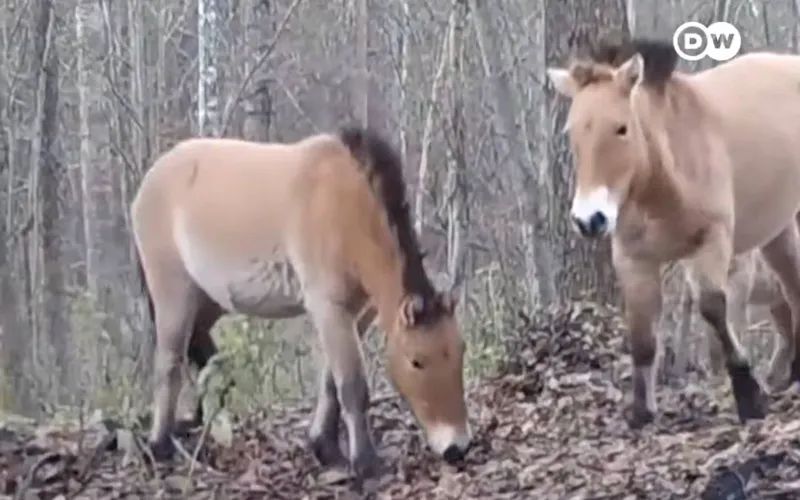 Лошади Пржевальского