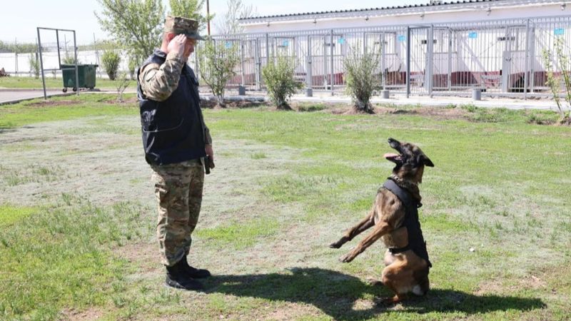 Служба на четырёх лапах: как собаки помогают Нацгвардии Казахстана
