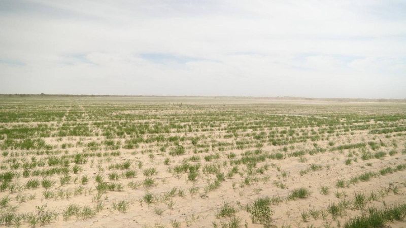 На осушенном дне Аральского моря создают лесной питомник