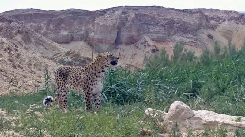 Леопарда Алтынкоз снова заметили в Устюртском заповеднике