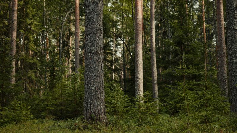Незаконную добычу полезных ископаемых выявили в Абайской области