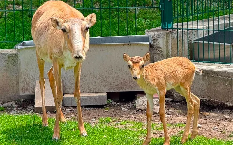 Сайгаки 