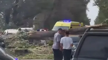Дерево упало на автомобили