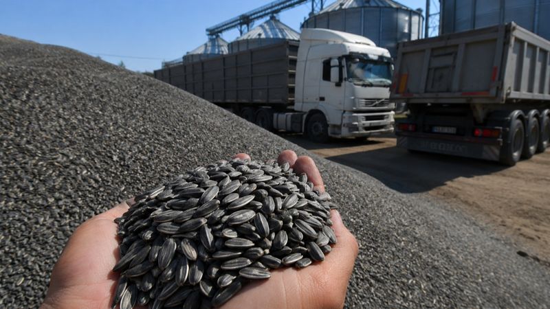 В минсельхозе прокомментировали ограничения России на поставки семян подсолнечника
