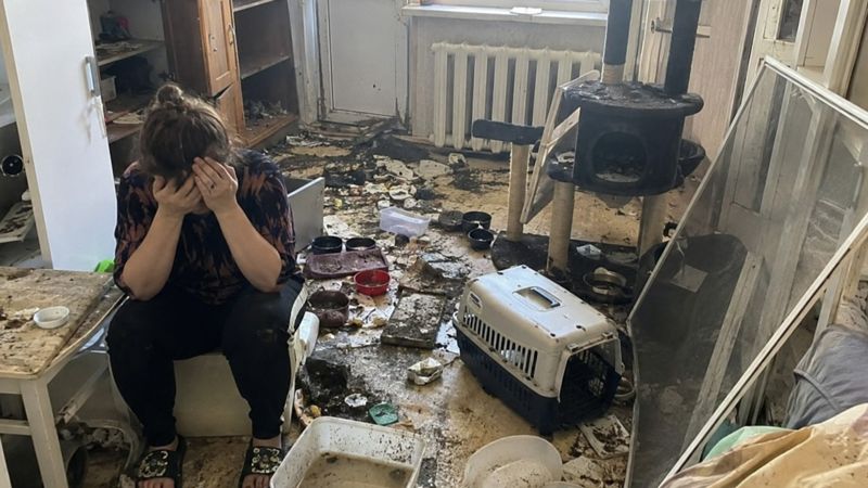 Скандал в Конаеве: хозяйка заявила о гибели 19 кошек после визита полиции