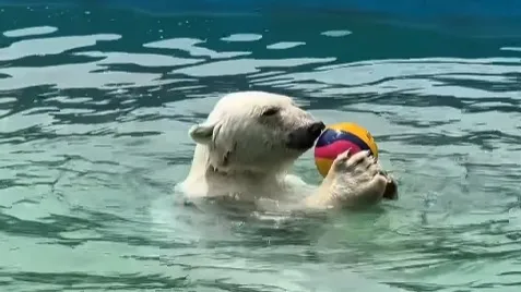 Медведица Пурга