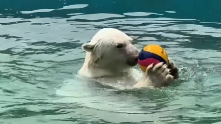 Бассейны, грязевые ванны и мороженое: как животные переносят жару в Алматинском зоопарке