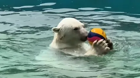 Белый медведь