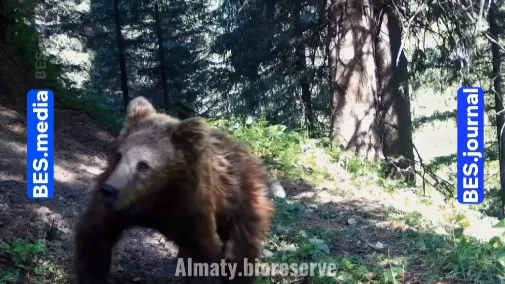 Медведь
