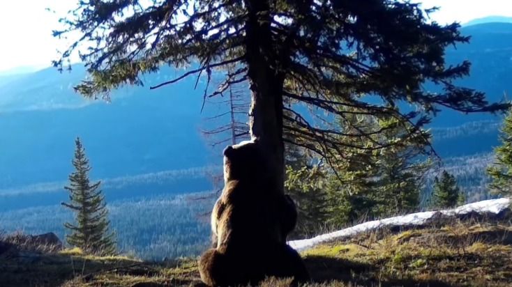 Мощь во плоти: фотоловушка поймала бурого медведя за странным занятием