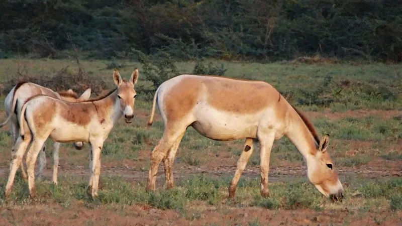 Куланы пасутся на лугу