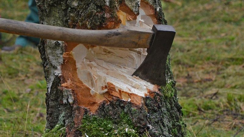 До 80 МРП за дерево: в Казахстане предлагают сделать более прозрачными штрафы за ущерб природе