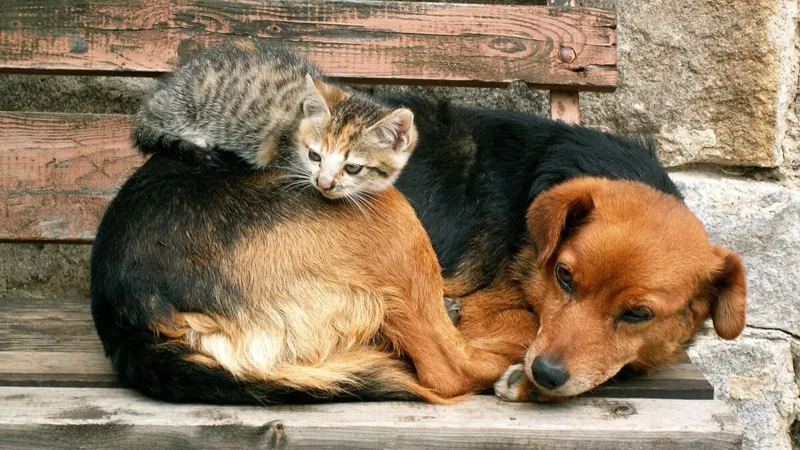 Кошка лежит на собаке